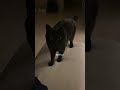 すぐあきちゃうのキャワ #猫 #cat
