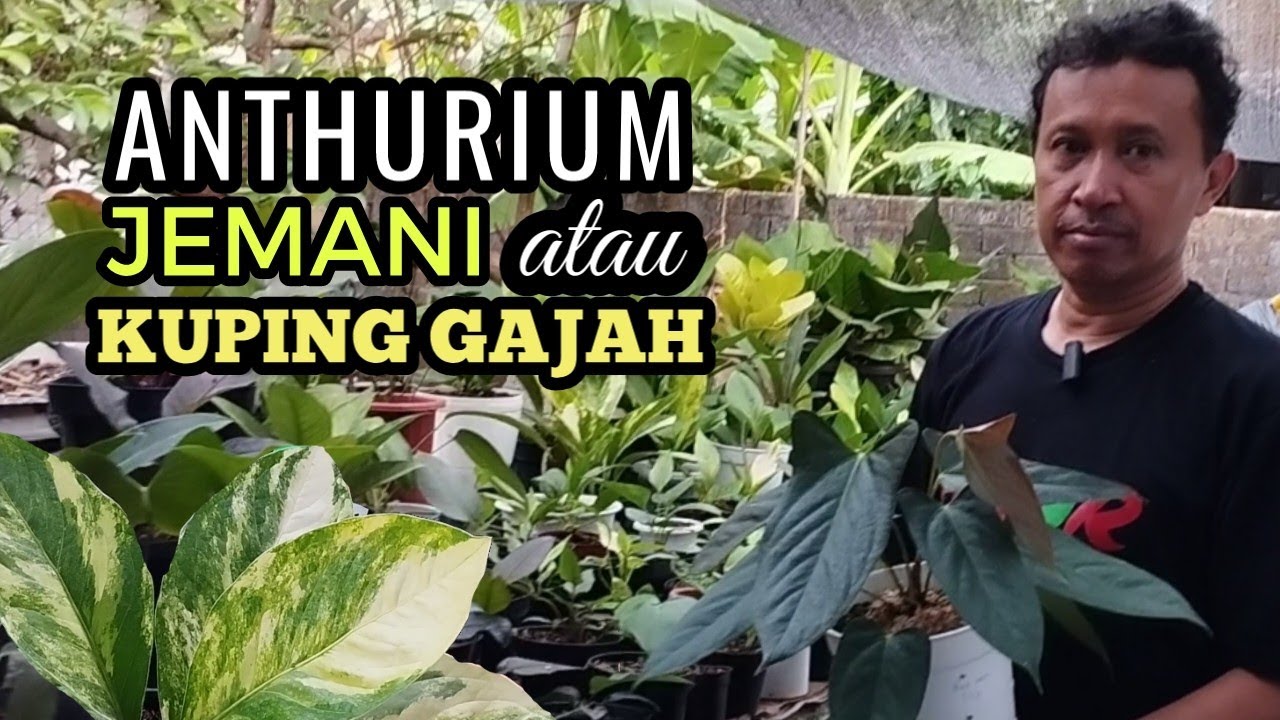 MAU PILIH ANTHURIUM JEMANI APA KUPING GAJAH,,,?