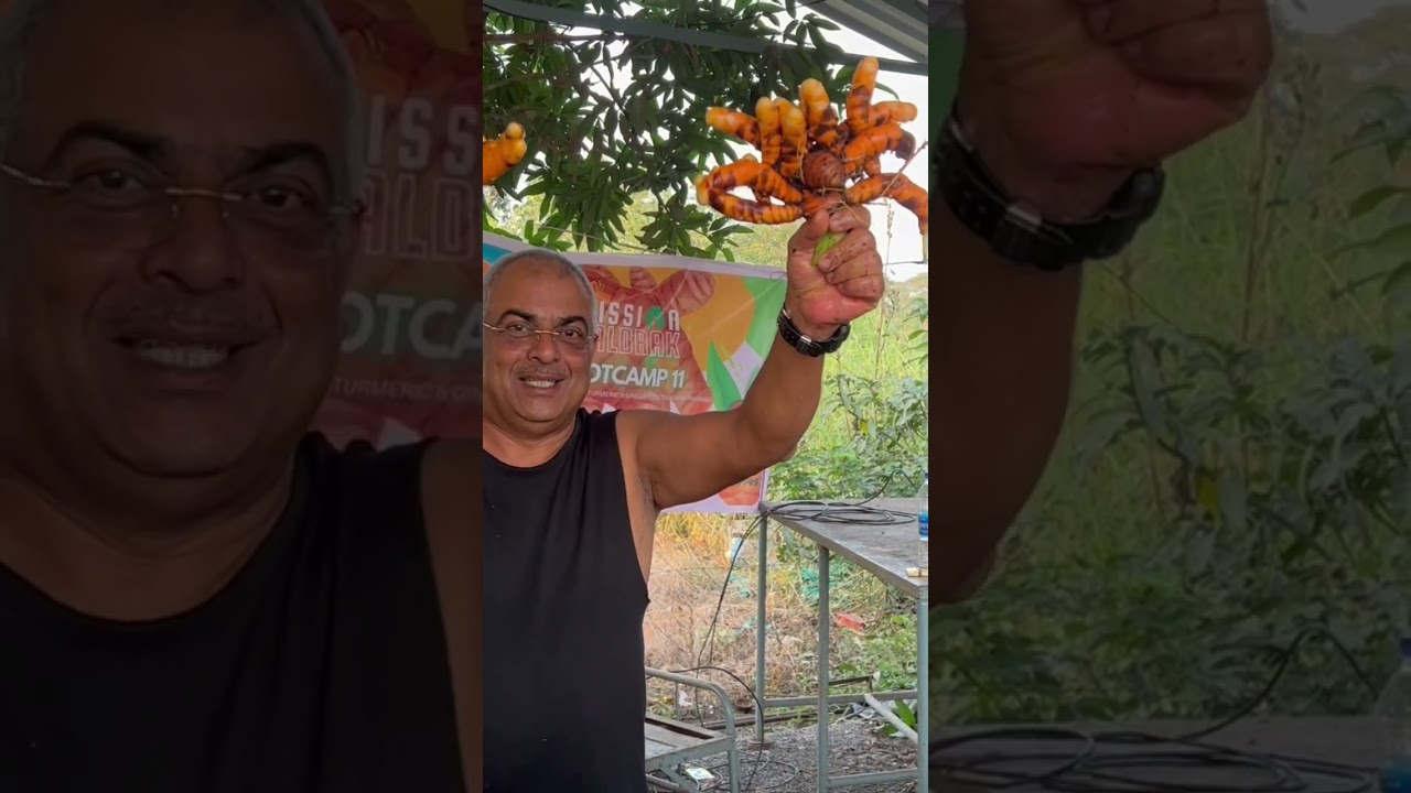 Celebrating Navsari Soilless Turmeric Bootcamp Root Zone Analysis