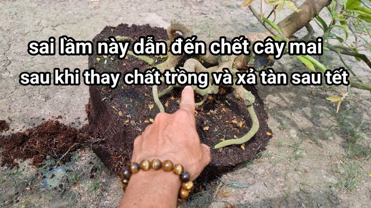 Trường hợp nào nên thay hay không nên thay chất trồng và chậu sau tết.
