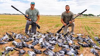 160 PIGEON IN 30 MINUTES SUPPRESSED!!