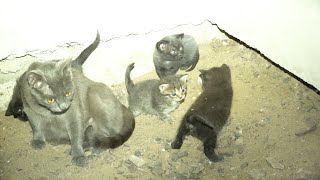 Kittens And Mother Live In Dark Basement