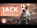 Tout savoir sur le jack russel terrier