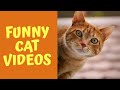 Funny Cats - Cat videos that will make you laugh - fails compilation