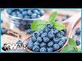 Here&#39;s How You Can Find Out Which Blueberries are the Best Tasting Ones | On Air with Ryan Seacrest