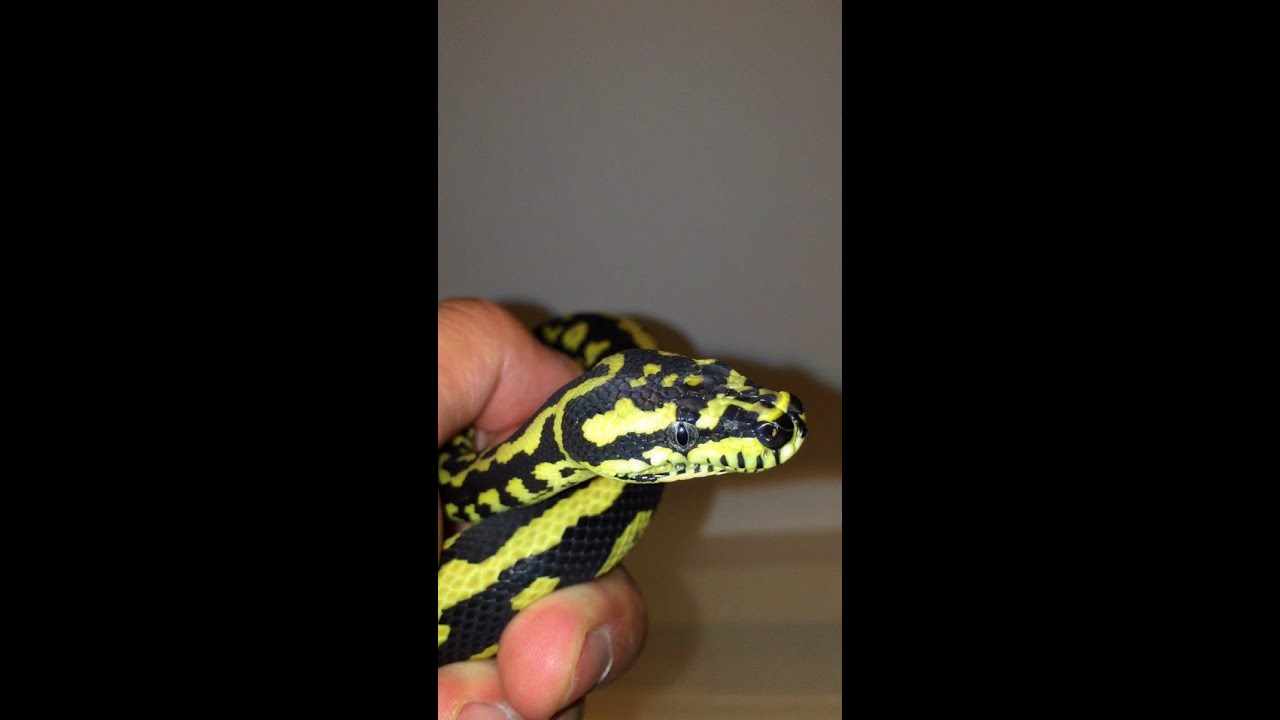 Animal (Film Character) All my Vandevetner striped jungle carpet pythons