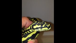All my Vandevetner striped jungle carpet pythons
