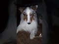 blue acting like a werewolf