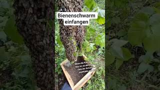 Was Imkerinnen mit einem Schwarm machen