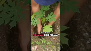 Menanam Pepaya dilahan sempit #penagarden #farming #tanamanpepayaku