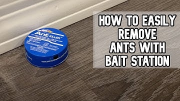Easy way to remove ants using Ant Killer Bait DIY video DOES IT WORK? #ants #antkiller #homeplus