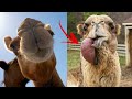 13 fun facts about camels || interesting facts about camels🐪