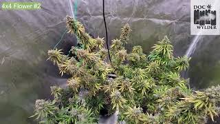 ZOLTRIX GROWER - ALMOST TIME FOR THE MONTEBELLO MIND BOMB FROM DOC WYLDER #ORGANIC #TNBNATURALS