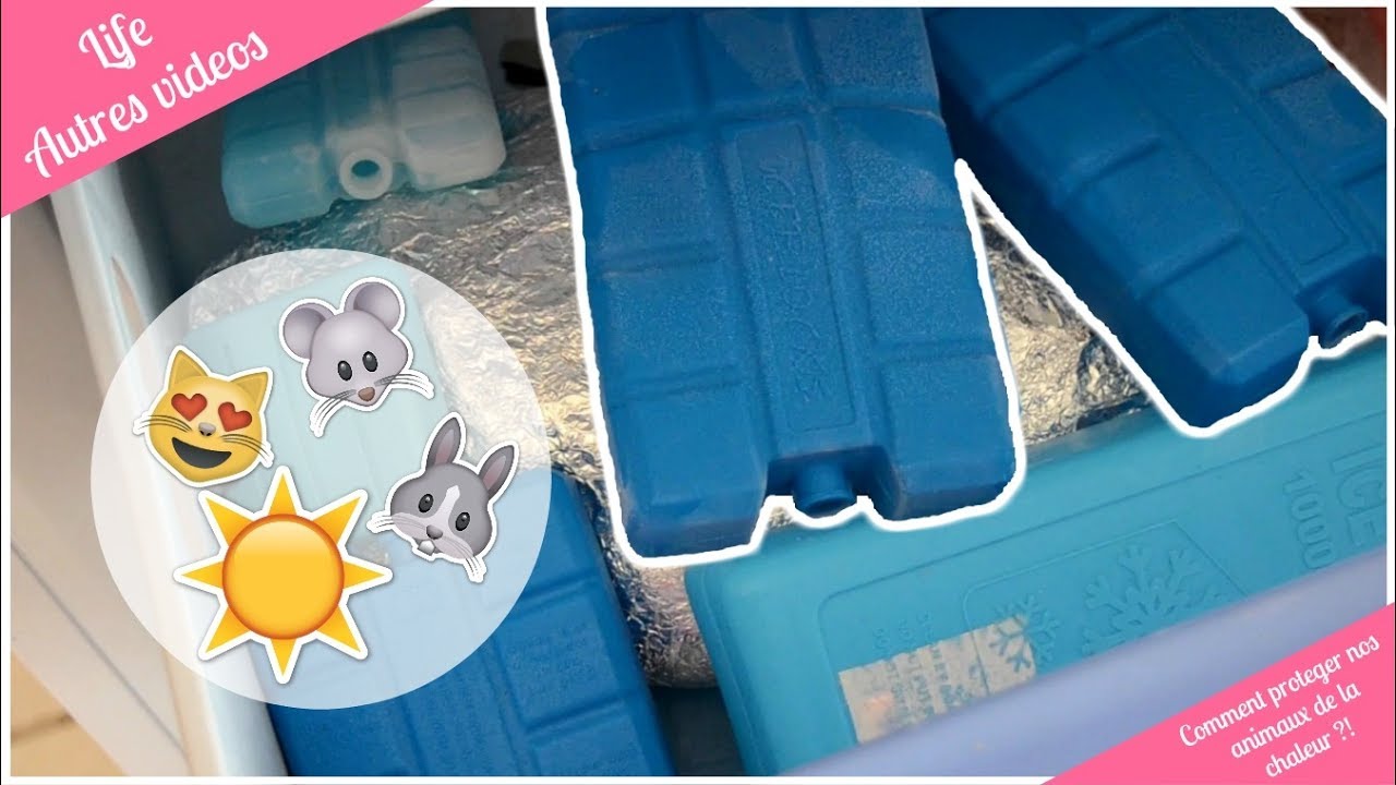 ➳ COMMENT PROTÉGER NOS ANIMAUX DE LA CHALEUR ? [ ♥ LIFE / AUTRES VIDEOS ♥ ]