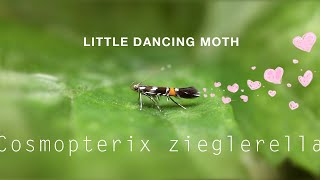 Dancing moths - Cosmopterix zieglerella