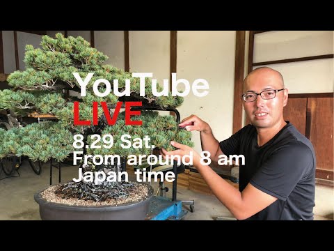 五葉松（かなり持ち込み古い） 五葉松（盆栽）持ち込み古い