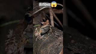 anfibios😱 #datoscuriosos #naturaleza