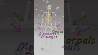 Skeleton Song | Bone Names Song #kidssong #colors #bonenames
