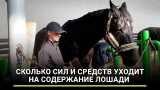 Подкованный друг: сколько сил и средств уходит на содержание лошади