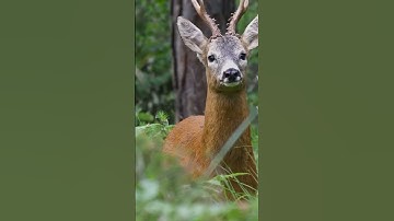 تلاوة من سورة هود للشيخ ياسر الدوسري 🤍. #اكسبلور #راحة_نفسية #لايك #حالات_واتس #duet #ياسر_الدوسري