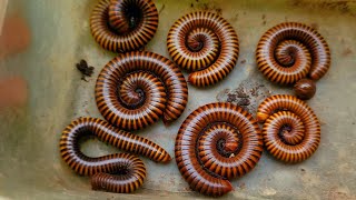 My Best Millipede Insects Close-up!! Amazing Creatures Hunting At Mountain Wilderness