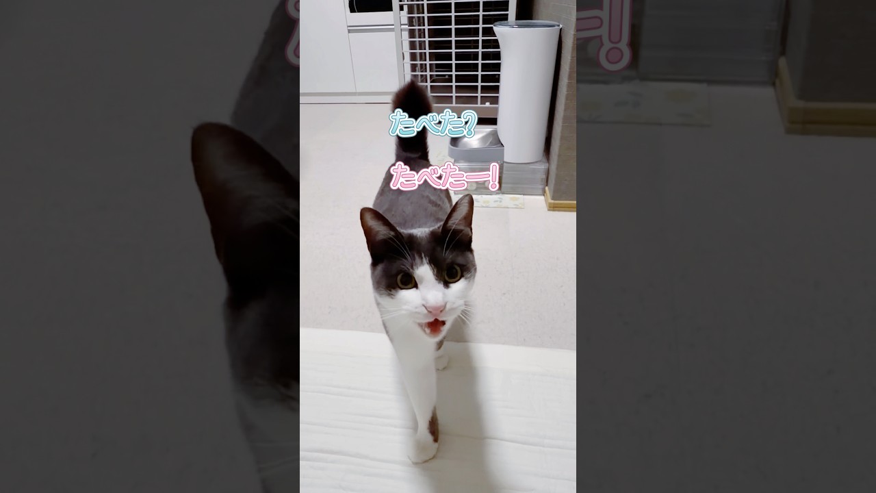 I ate my meal 🐟 - the cat reports. - YouTube