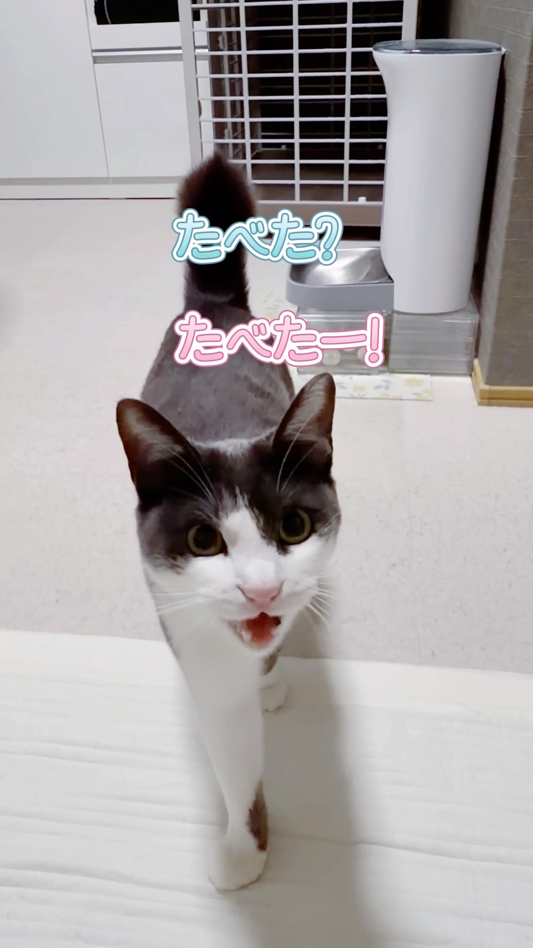 I ate my meal 🐟 - the cat reports. - YouTube