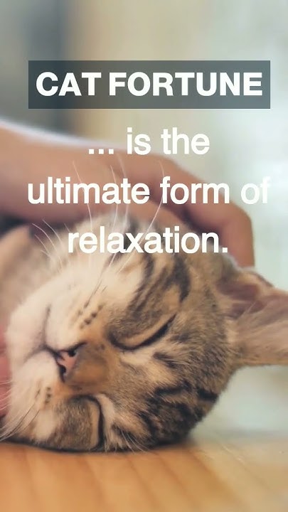 does-watching-your-cat-sleep-make-you-sleepy-too-let-me-know-in-the
