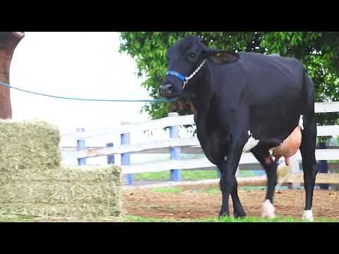 LOTE 08 0140CA