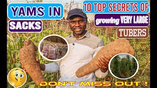 Yam in Sacks: My 10 TOP SECRETS for growing GIGANTIC tubers in SACKS(Tips that NEVER fail ✍)