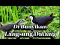 Suara Pikat Ruak-Ruak