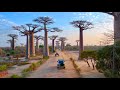 MADAGASCAR, Baobab Alley: Amazing Planet (4K) 2022