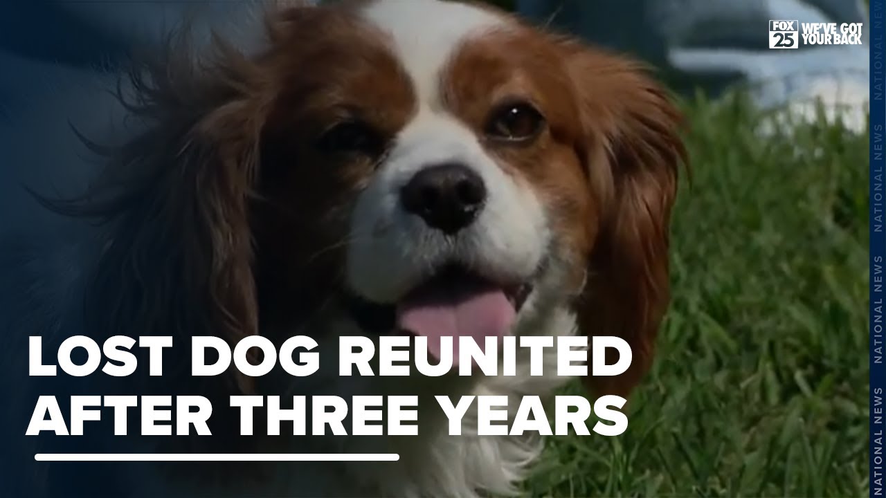 Family dog missing three years makes tail wagging return home - YouTube