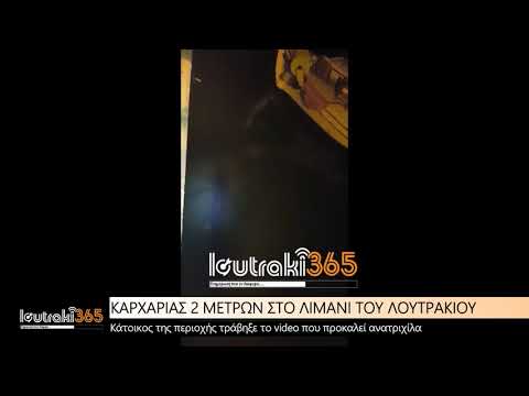 ΣΟΚ! Καρχαρίας στο λιμάνι του Λουτρακίου 1