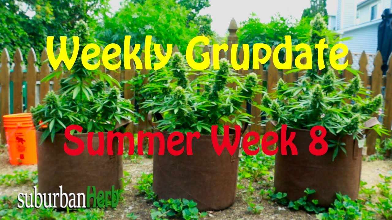 Outdoor Cannabis Grow in Ontario Canada. Week 8. Featuring Iranian Diesel, G-13 and autoflowers.