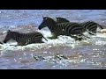 Wildebeests and Zebras attacked by Crocodiles