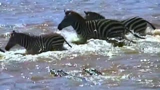 Wildebeests And Zebras Attacked By Crocodiles