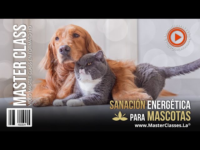 Sanación energética para mascotas - Con la energía que sale de tus manos.