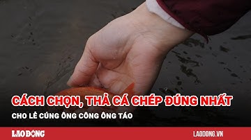 Cách chọn và thả cá chép đúng nhất cho lễ cúng ông Công ông Táo | Báo Lao Động