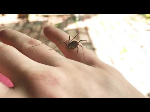 Opilione (harvestman/daddy long-legs) cleaning itself