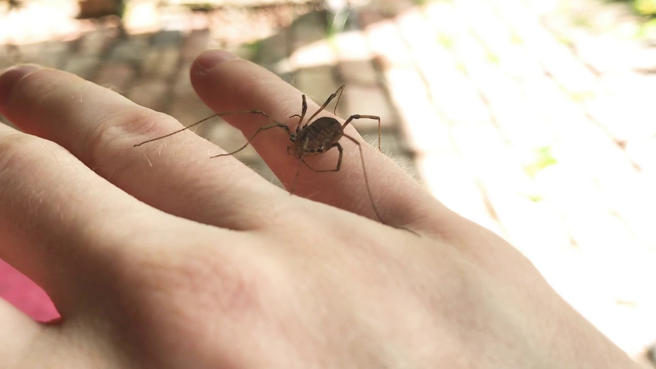 Opilione (harvestman/daddy long-legs) cleaning itself