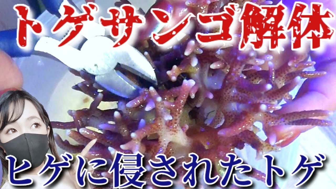 【海水魚水槽】トゲサンゴ豪快に株分け❗️サンゴ飼育の難しさを痛感😢my coral aquarium MOAMOAちゃんねる