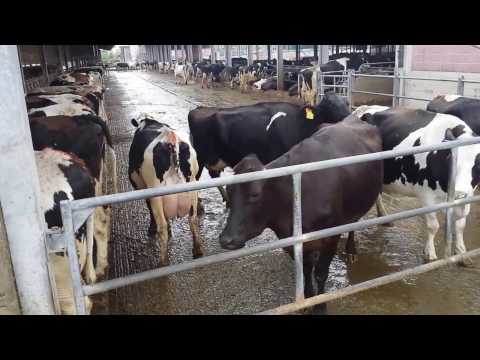 Video: Come si induce il calore in una mucca?