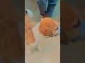 cute baby dog puppy #shorts #shortsfeed #viral #dog #puppy #barking #4kvideos 🐕🐕🐕🐕🐕🐕🐕🐕
