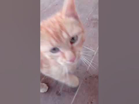ciciak - YouTube
