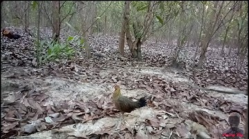 Bẫy Gà Rừng Bằng Mồi Mái Cuối Mùa | Hoàng Tây