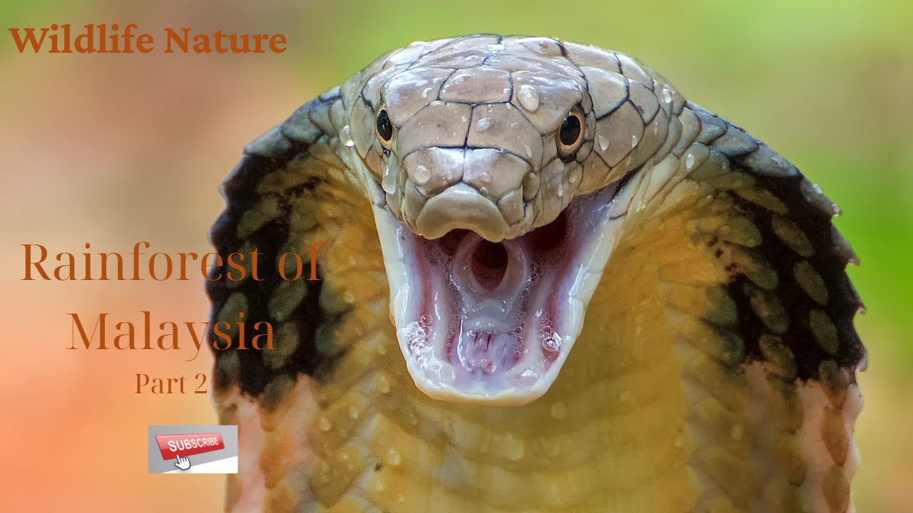 Wildlife Nature Part 2: Malaysia’s Rainforest Predators – King Cobra, Orangutan &amp; More