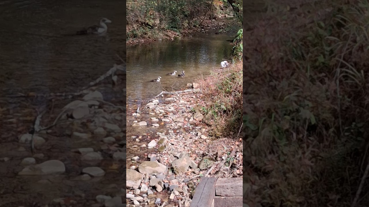 Duckling ZOOMies 👀