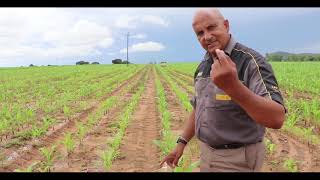 Top dressing maize