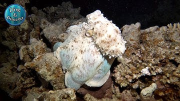 Octopus changing color and texture | 4k